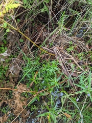 Epilobium pallidiflorum