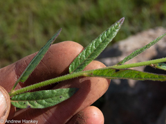 Cleome monophylla