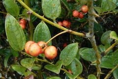 Smilax ferox