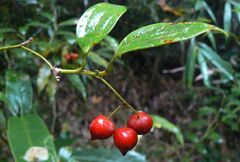 Smilax ferox