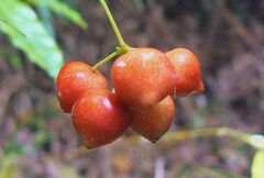 Smilax ferox