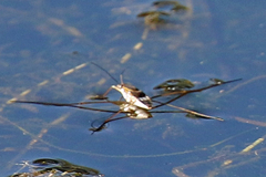 Limnogonus