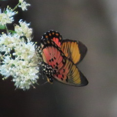 Pseudacraea boisduvalii