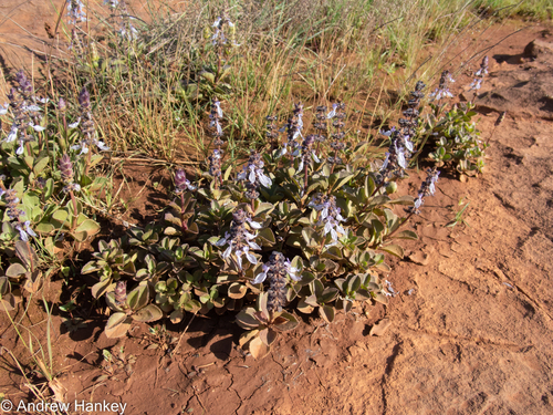 Penther Spurflower (Coleus pentheri)