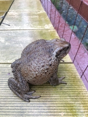 Bufo verrucosissimus