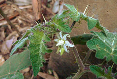 Solanum aculeatissimum