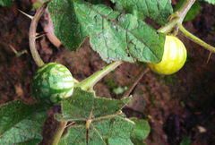 Solanum aculeatissimum