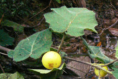 Solanum aculeatissimum