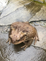 Bufo verrucosissimus