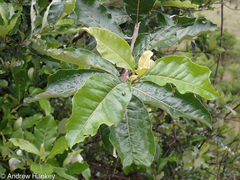 Brachylaena transvaalensis