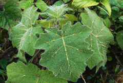 Solanum aculeatissimum