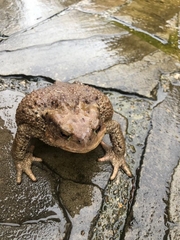 Bufo verrucosissimus