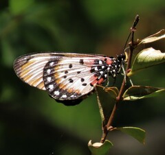Acraea acara