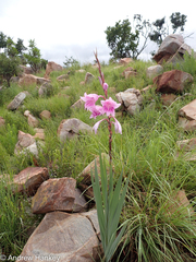 Gladiolus scabridus