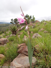 Gladiolus scabridus