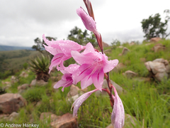 Gladiolus scabridus