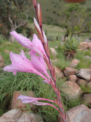Gladiolus scabridus