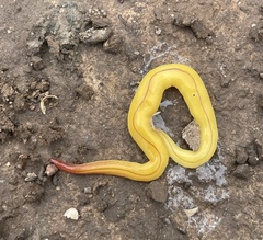 Fletchamia mediolineata