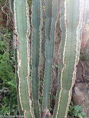 Euphorbia ingens