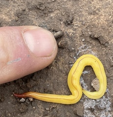 Fletchamia mediolineata