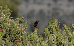 Chalcomitra senegalensis