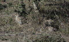 Burhinus capensis