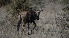 Connochaetes taurinus albojubatus