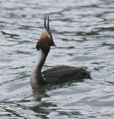 Podiceps cristatus australis