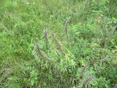 Leonurus glaucescens