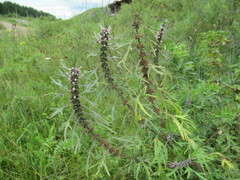 Leonurus glaucescens