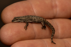Lygodactylus capensis