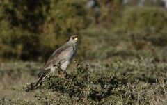 Melierax poliopterus