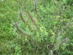 Leonurus glaucescens