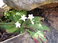 Streptocarpus