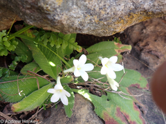 Streptocarpus