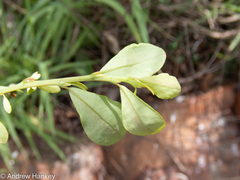 Erythroxylum delagoense