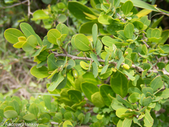 Erythroxylum delagoense