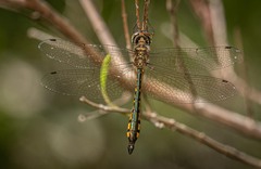 Hemicordulia continentalis