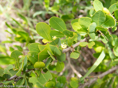 Erythroxylum delagoense