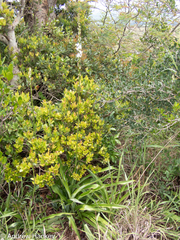 Chlorophytum bowkeri