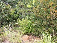 Chlorophytum bowkeri