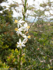 Chlorophytum bowkeri