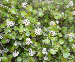 Helichrysum lanceolatum