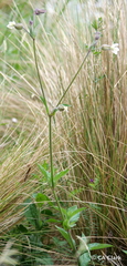 Silene latifolia