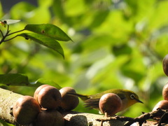 Zosterops erythropleurus