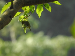 Zosterops erythropleurus