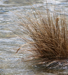 Schoenus pauciflorus