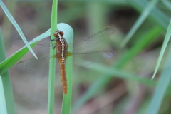 Rhodothemis lieftincki