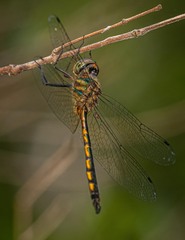 Hemicordulia continentalis