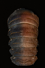 Panulirus homarus